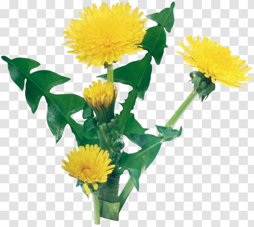 Common Dandelion Flower Yellow Transparent PNG