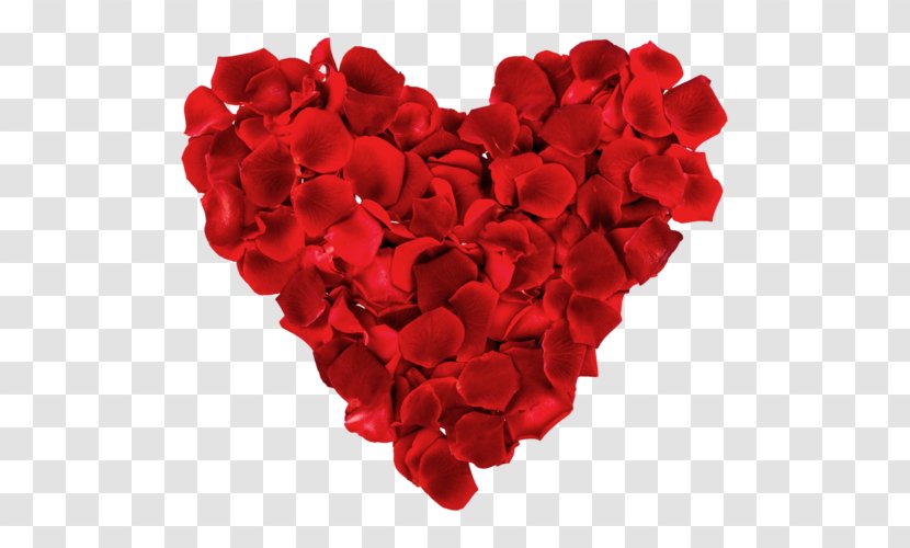 Heart Romance Petal Rose Transparent PNG