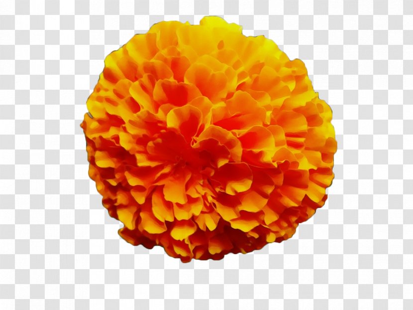 Orange - Flower - Tagetes Patula Zinnia Transparent PNG