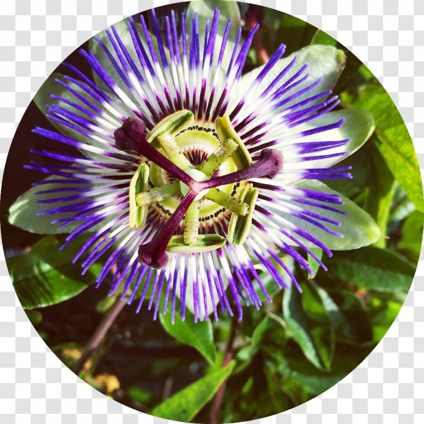 Purple Passionflower Evolutionary Herbalism Medicine Health - Compendium Of Materia Medica Transparent PNG