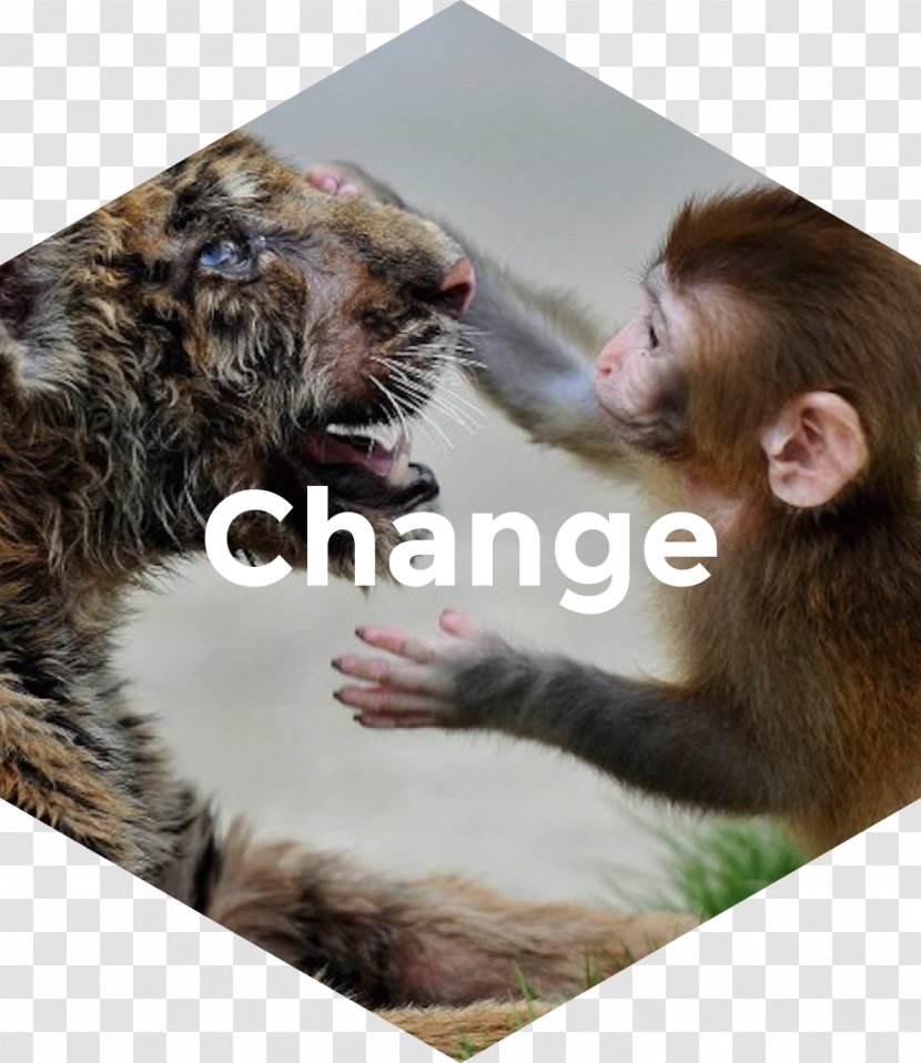 Tiger Monkey Lion Brown Bear Animal - Primate - Digital Business Transparent PNG