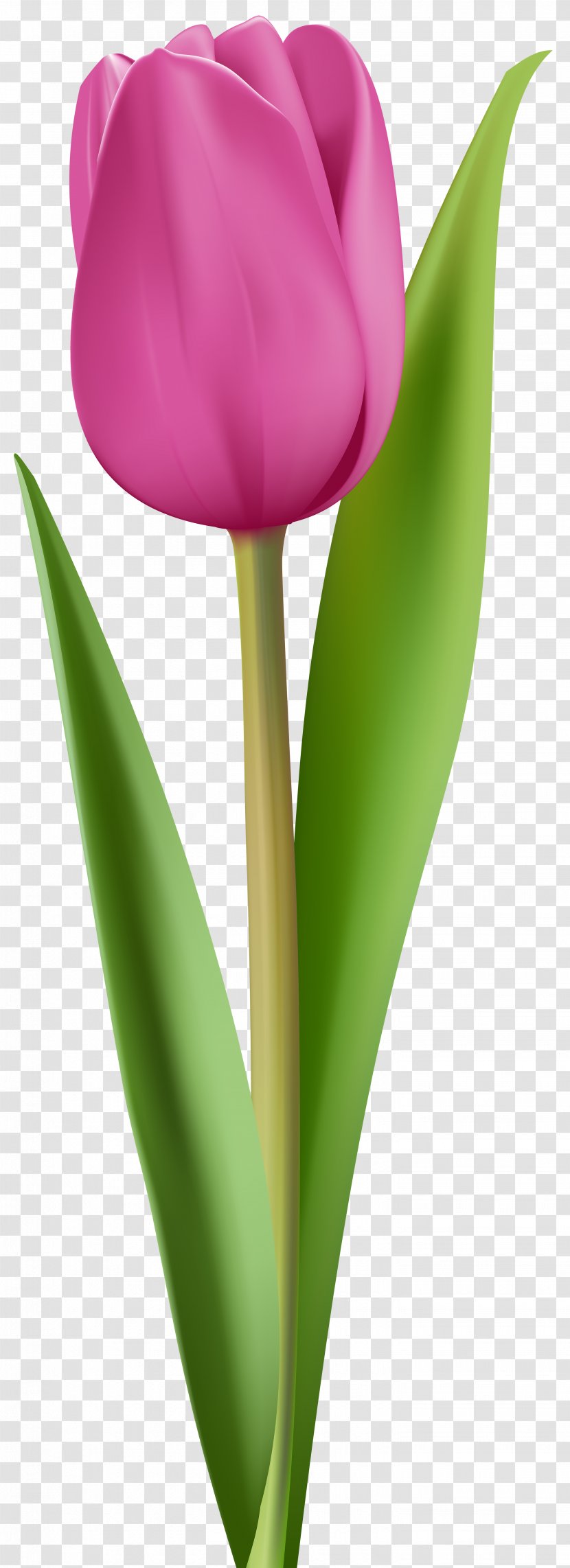 Tulip Pink Flower Clip Art - Tulipa Gesneriana - Image Transparent PNG
