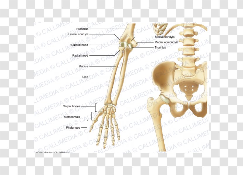 Elbow Bone Forearm Human Anatomy - Silhouette - Skeleton Head Transparent PNG