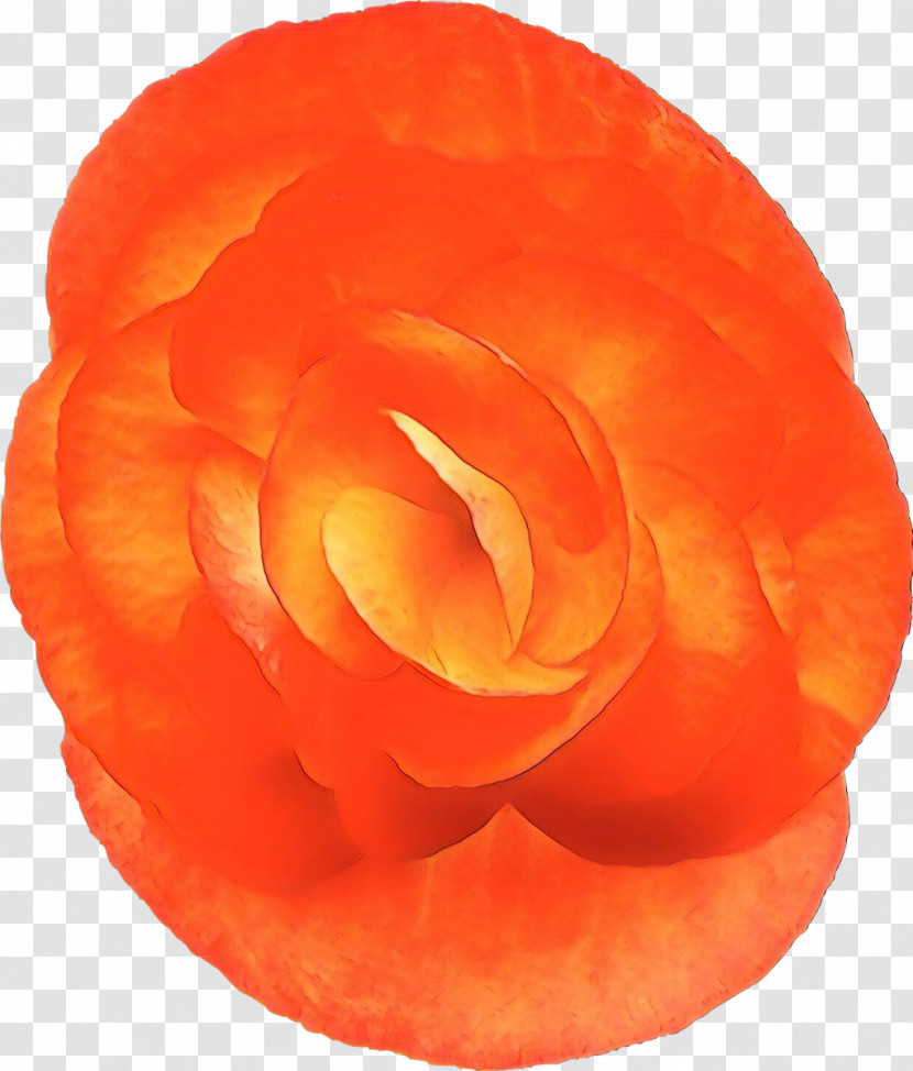 Orange Transparent PNG