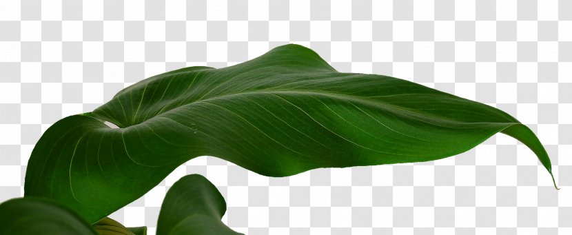 Banana Leaf Musa Basjoo - Leaves Transparent PNG