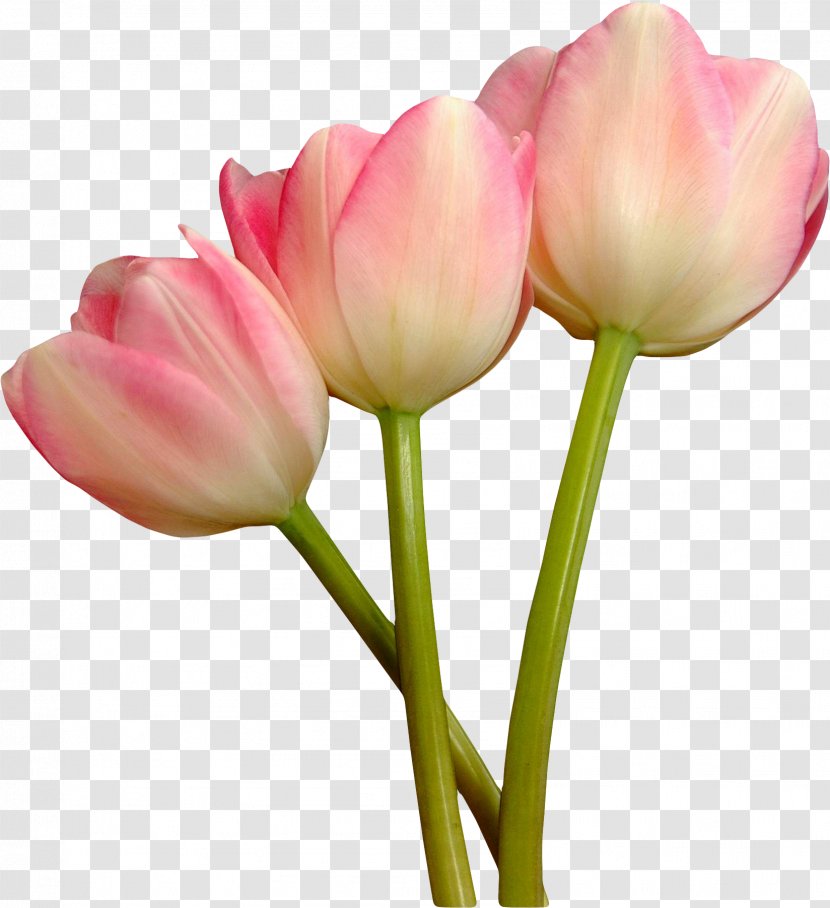 Tulip Mania Cut Flowers Blue Rose - Bud Transparent PNG