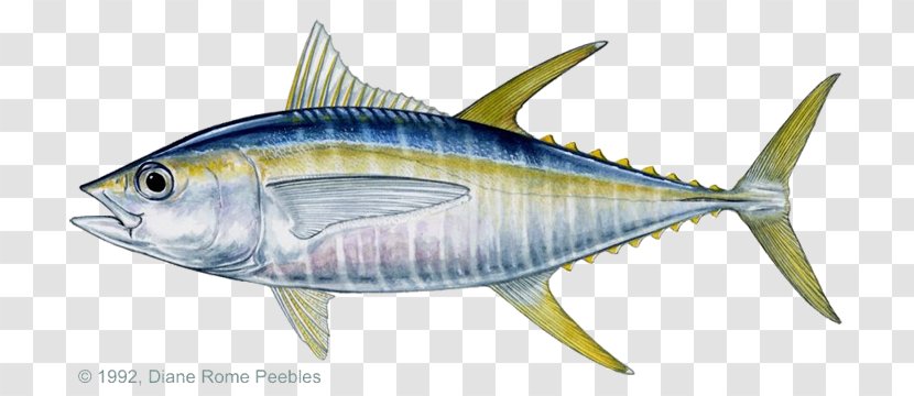 Blackfin Tuna Bigeye Yellowfin Atlantic Bluefin Fishing - Little Tunny Transparent PNG