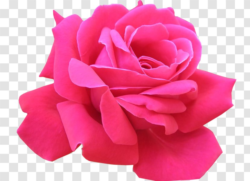 Rose Pink Flowers Clip Art - Cut Transparent PNG