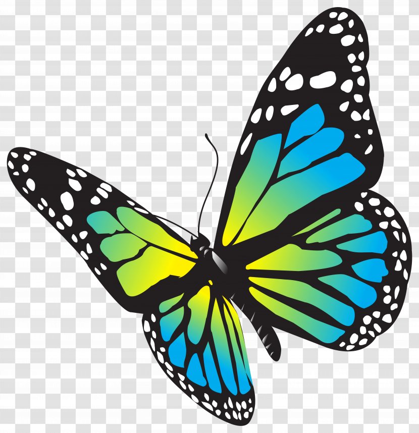 Monarch Butterfly Drawing Clip Art - Pieridae - Blue Transparent PNG