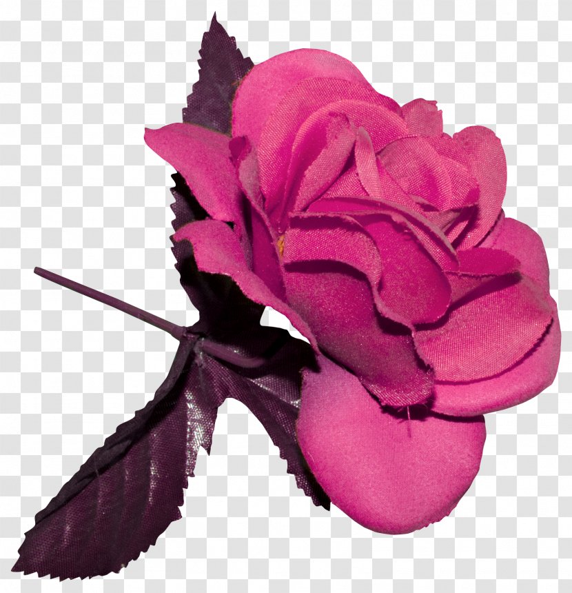 Garden Roses Centifolia Cut Flowers - Tree - Women's Day Element Transparent PNG
