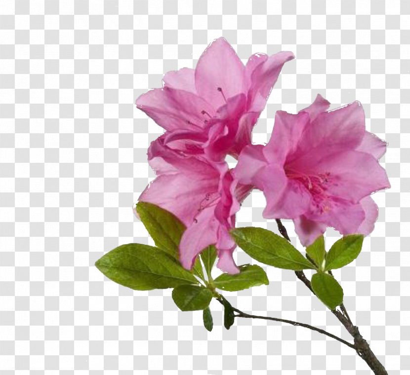 Azalea Flowertown Festival / Summerville Family YMCA - Download For Free Flower In High Resolution Transparent PNG