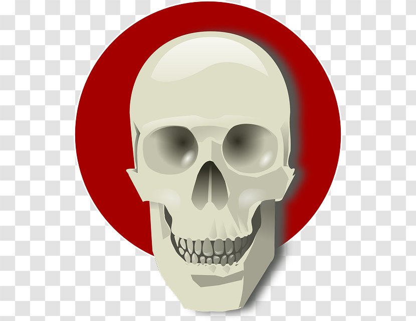 Clip Art - Skull - Bone Transparent PNG