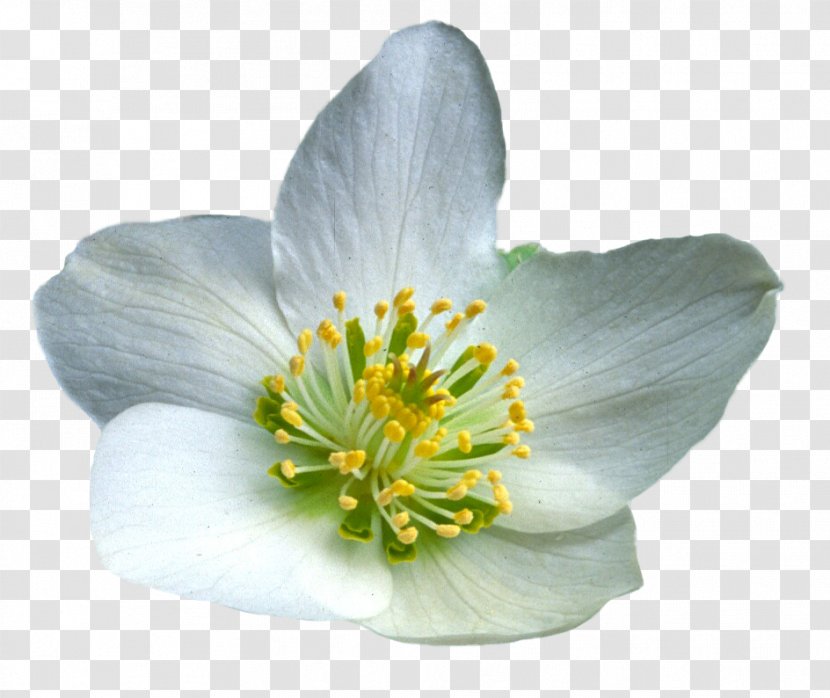 Flower Photography - Cut Copy And Paste Transparent PNG