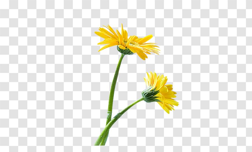 Common Sunflower Euclidean Vector - Oxeye Daisy Transparent PNG