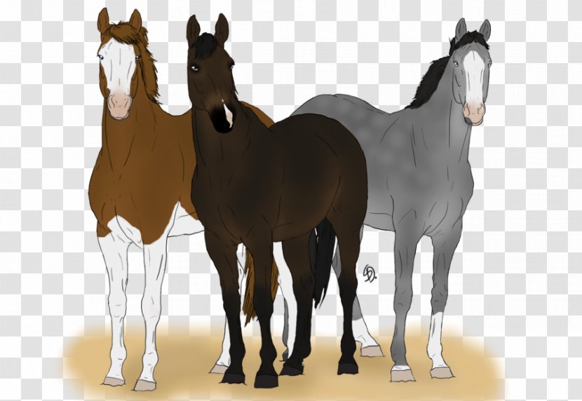 Mare Foal Mustang Stallion Colt - Halter Transparent PNG