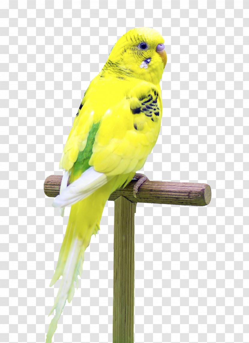 Budgerigar Parrot Bird - Standing Transparent PNG