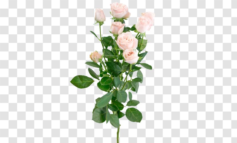 Garden Roses Cabbage Rose Floribunda Flower Bouquet - Plant Stem Transparent PNG