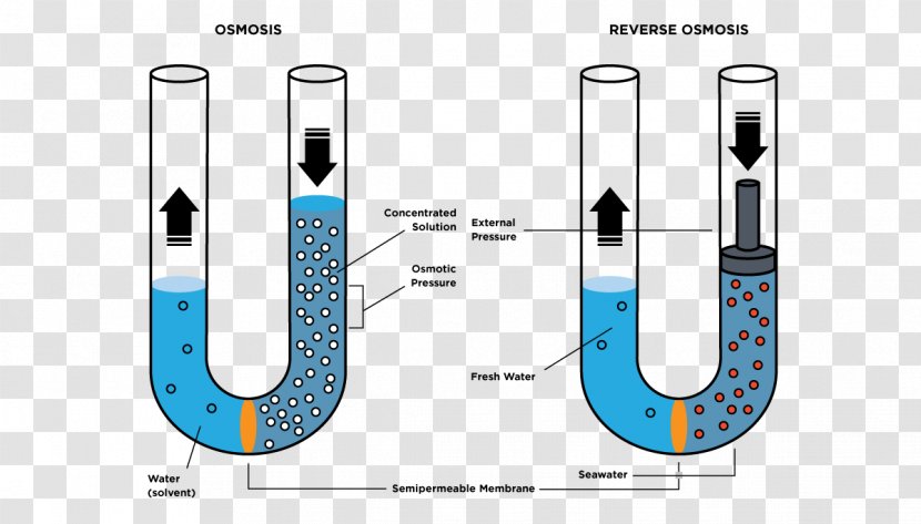 Reverse Osmosis Semipermeable Membrane Osmotic Pressure - Korean Food Transparent PNG