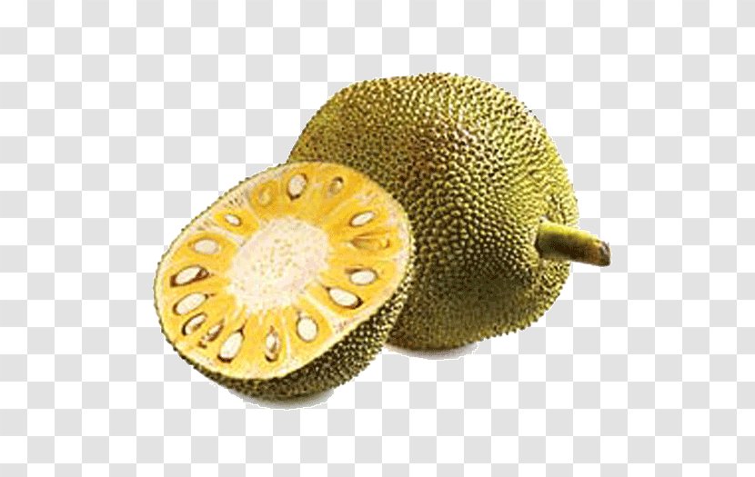 Jackfruit Fruit Tree Gourd Tropical - Plum - Radhika Apte Transparent PNG