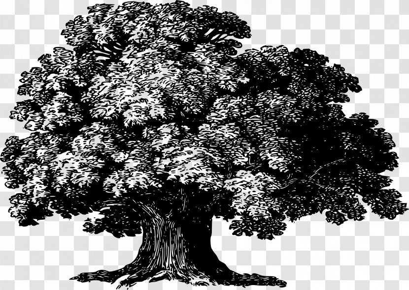 Tree Baobab Woody Plant - Drawing Transparent PNG