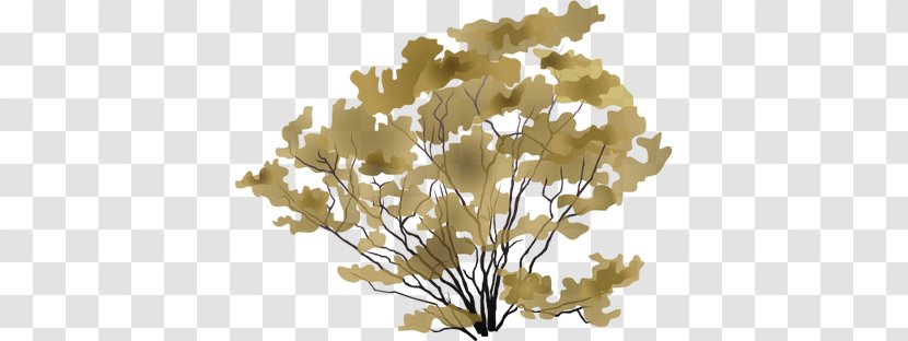 Larrea Tridentata Shrub Drawing - Twig - Tree Transparent PNG
