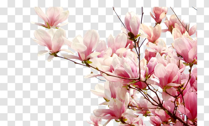 Cherry Blossom Peach - Flowering Plant - Plum Flower Transparent PNG