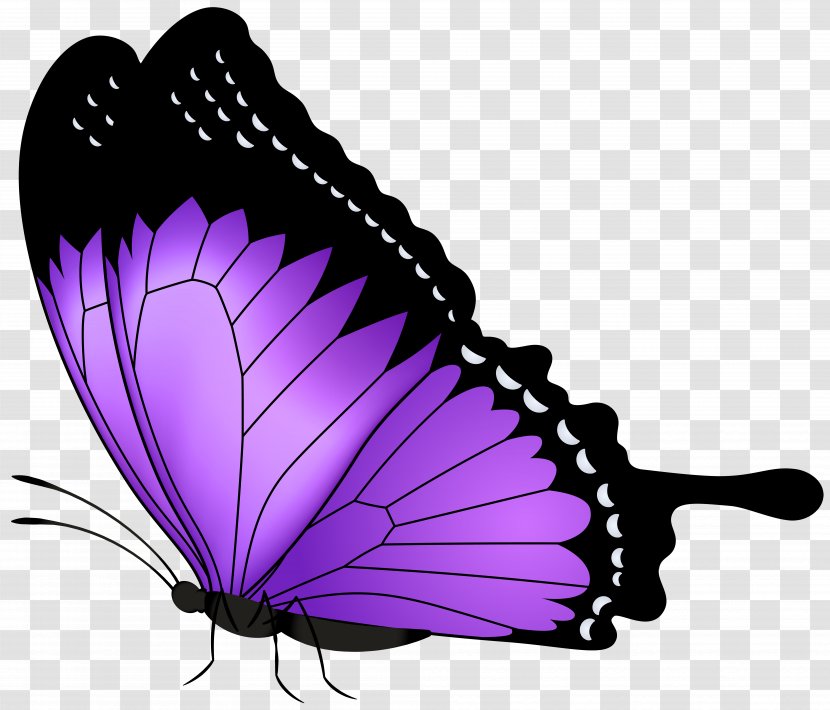 Butterfly Purple Clip Art - Moths And Butterflies - Transparent Image Transparent PNG