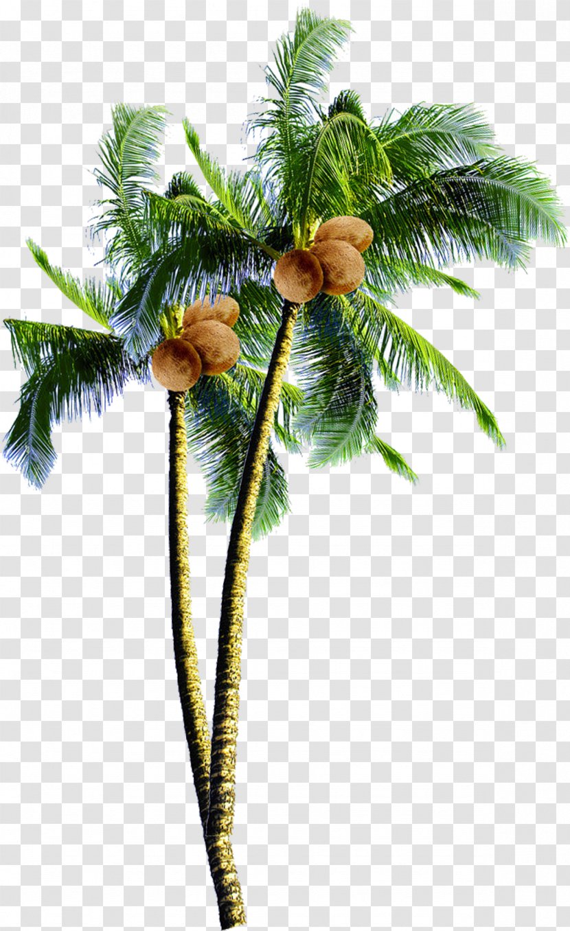 Date Tree Leaf - Cycad - Desert Palm Tropics Transparent PNG