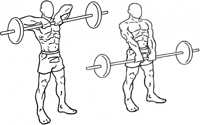 Upright Row Barbell Physical Exercise Shoulder Shrug - Tree - Dumbbell Transparent PNG