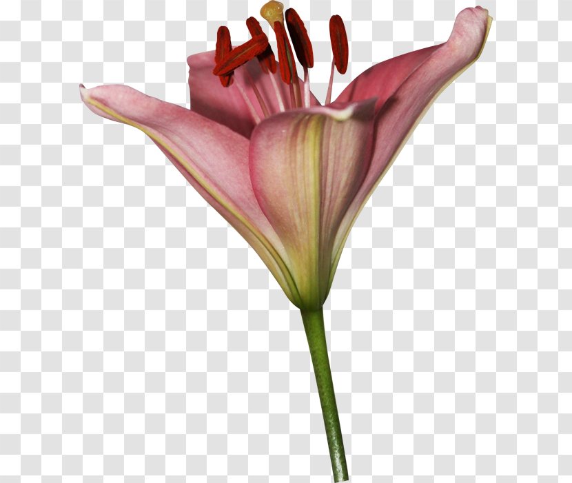Lilium Cut Flowers Petal Garden Roses - Flower Transparent PNG
