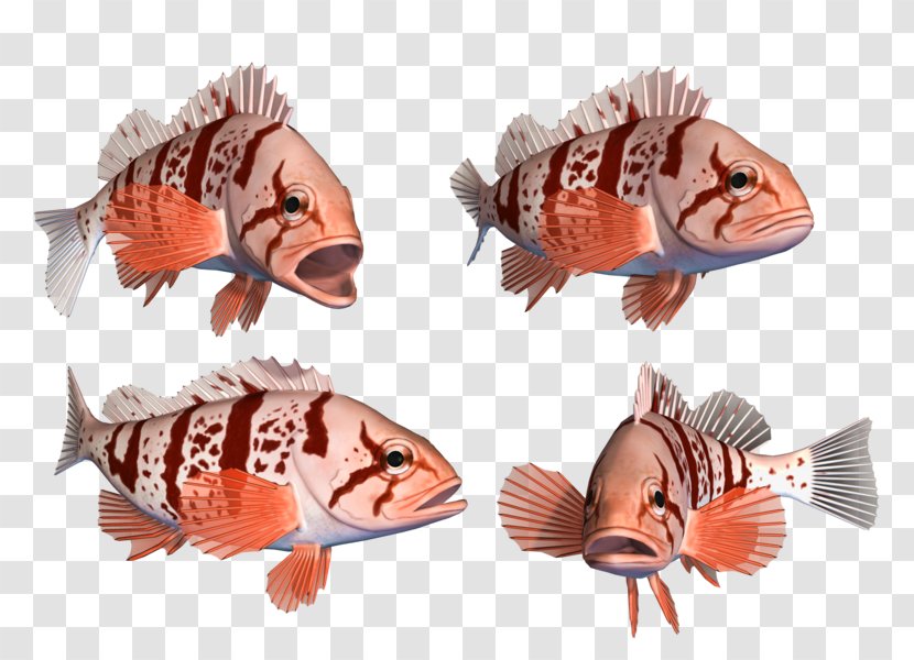 Deep Sea Fish 海水魚 Animal - Facial Redness Transparent PNG