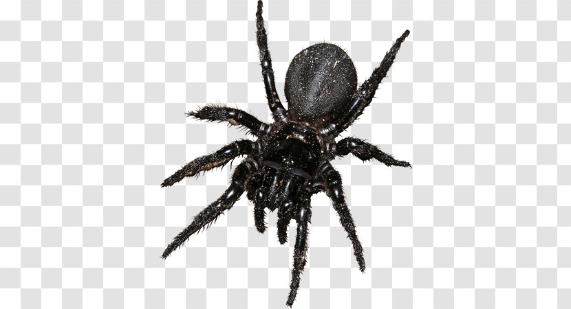 Barn Spider Clip Art - Arthropod Transparent PNG