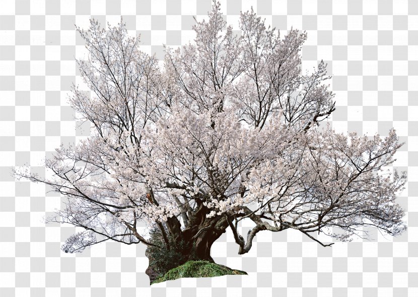 National Cherry Blossom Festival Shrub - Poster - Japanese Tree Transparent PNG