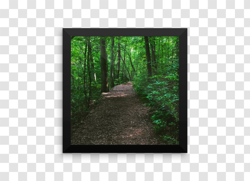 Paper Forest Printing Poster Tree - Oldgrowth - Path Transparent PNG