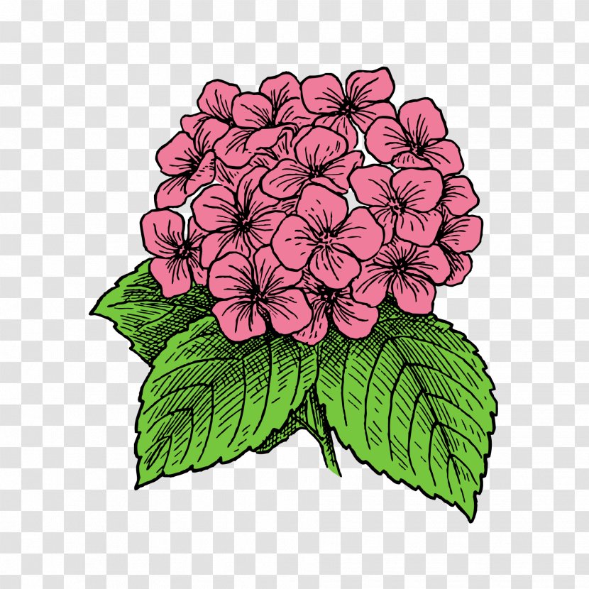 Flower Plant Pink Violet Petal - Hydrangeaceae - Leaf Hydrangea Transparent PNG