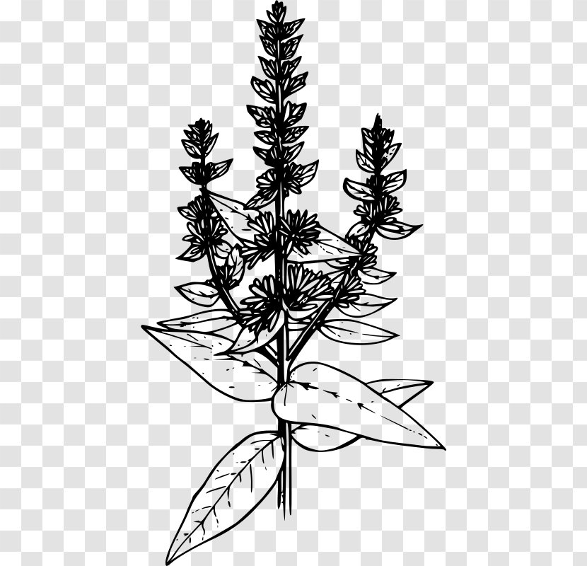 Drawing Coloring Book Clip Art - Conifer - Tree Transparent PNG