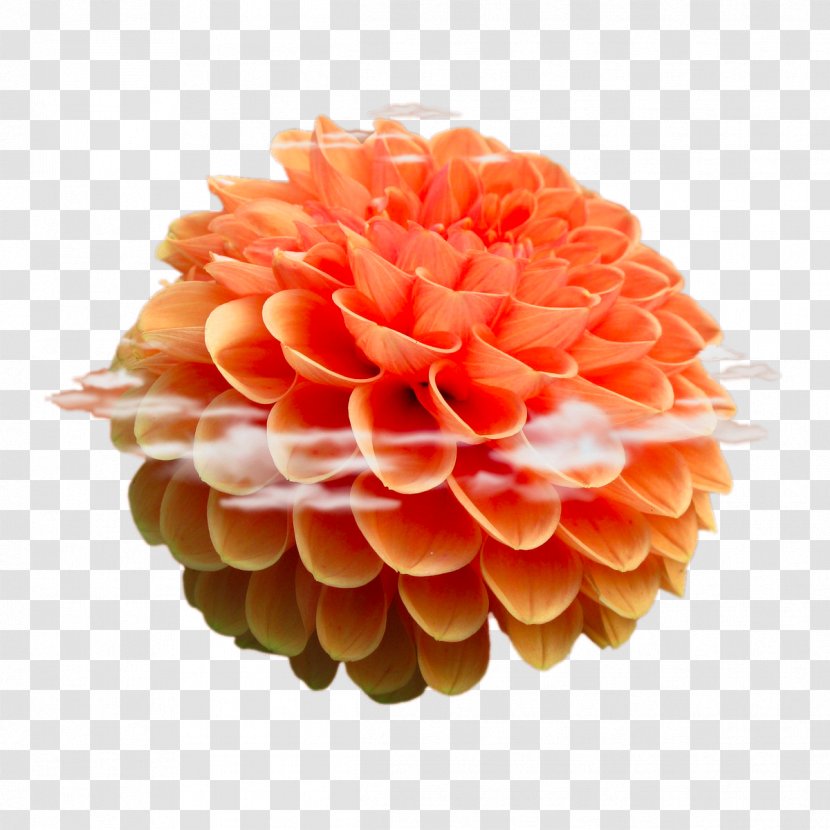 Beach Rose Flower Android Stock.xchng - Pink - Orange Hydrangea Transparent PNG