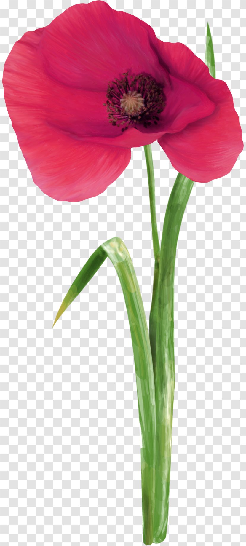 Cut Flowers Desktop Wallpaper Display Resolution - Flowering Plant - Green Flower Transparent PNG