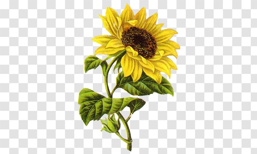 Common Sunflower Drawing Sketch - Daisy Family Transparent PNG