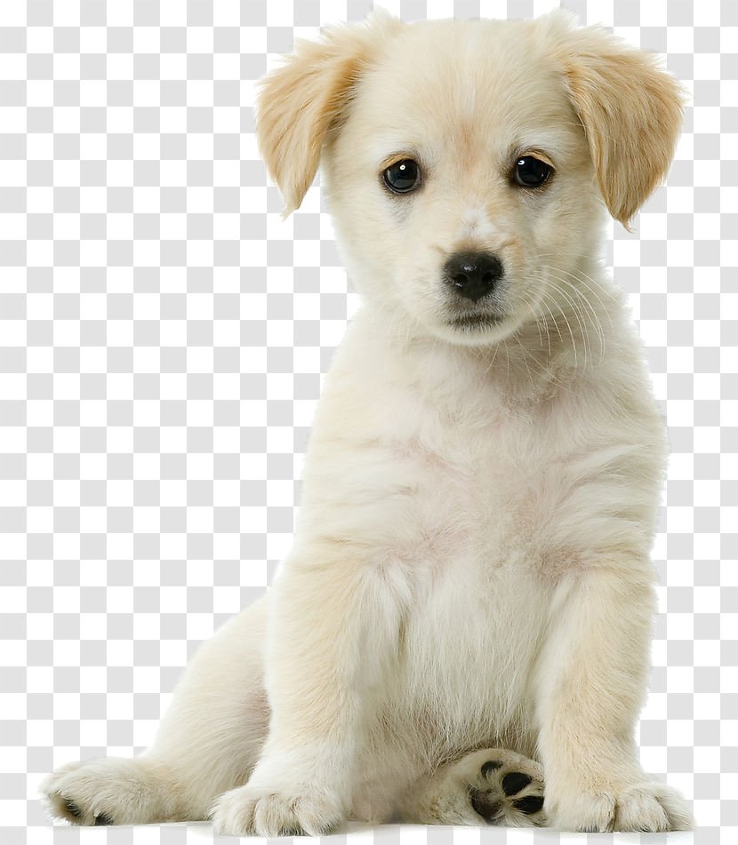 Golden Retriever Siberian Husky Puppy Cuteness Pet - Love - Dog Transparent PNG