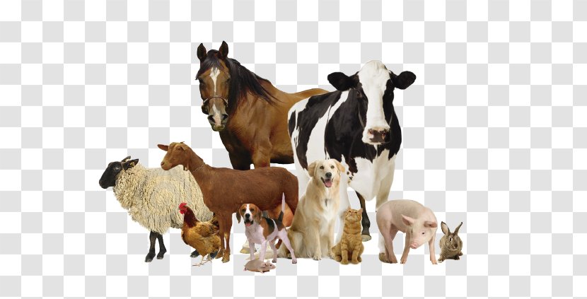 Horse Veterinary Medicine Veterinarian Animal Health Products - NIMALS OF GRNAJA Transparent PNG