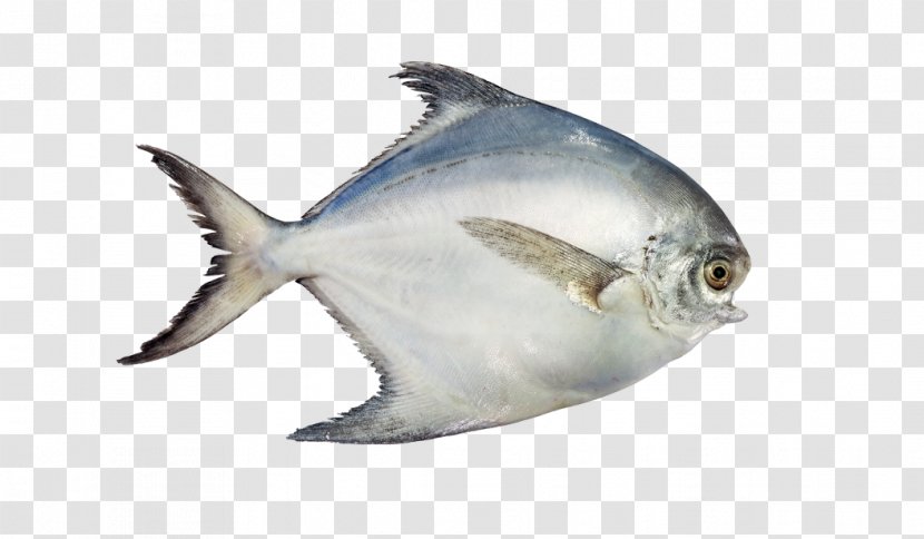 Fish Atlantic Pomfret Pampus Argenteus Black Food - Fin Transparent PNG