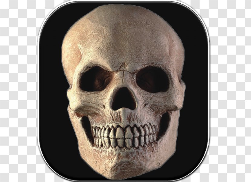 Skull Symbol RocketDock - Brain Transparent PNG