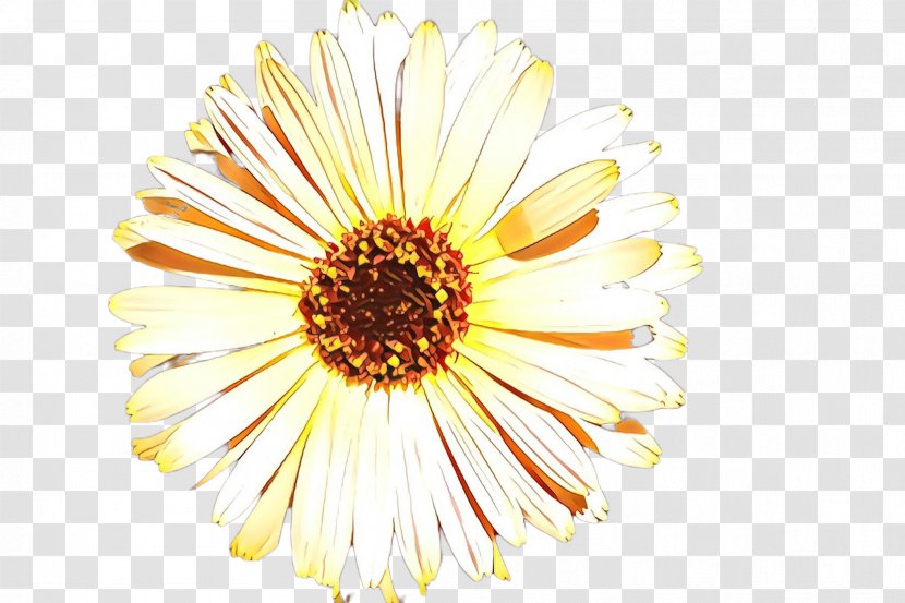 Flowers Background - Asterales - Calendula Transparent PNG