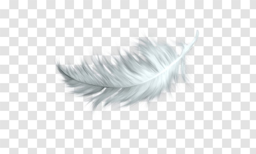 White Feather Clip Art - Drawing - Falling Feathers Transparent PNG