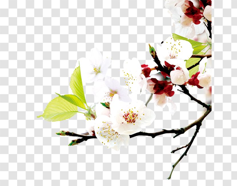 Central Vietnam Web Banner World Wide Website - Floral Design - Peach Blossoms Transparent PNG
