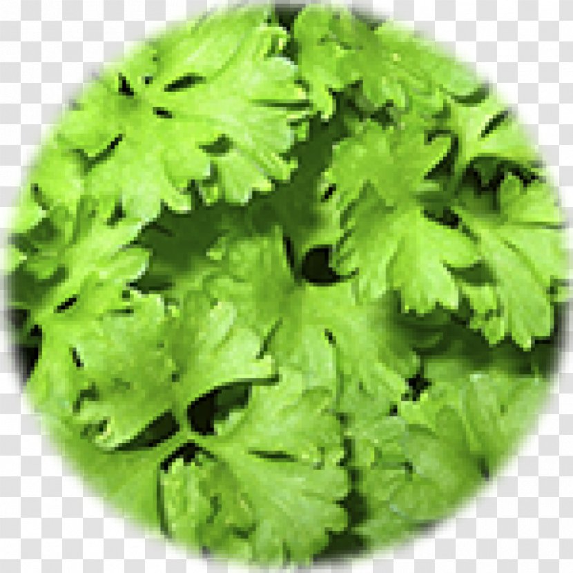 Parsley The Lion Organic Food Herb - Health Transparent PNG