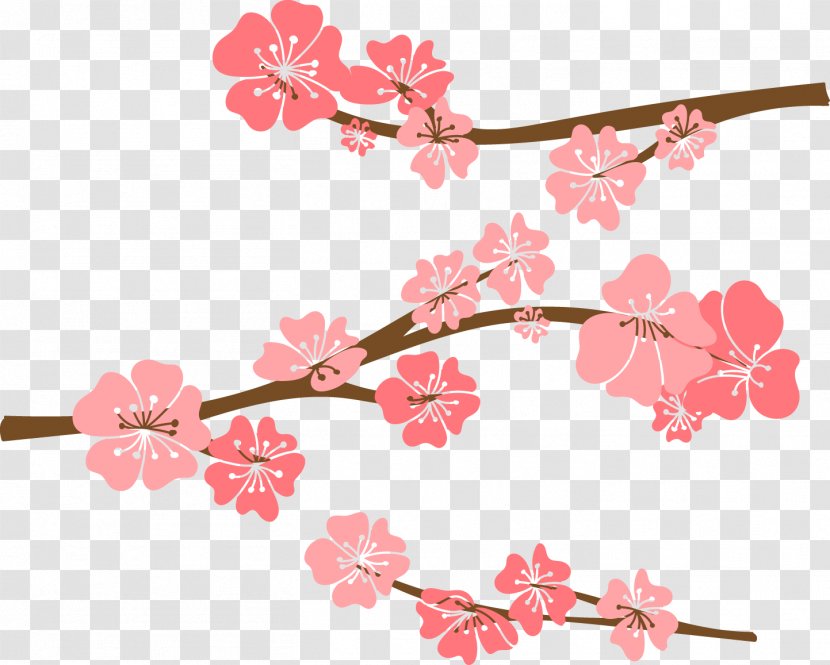 Cherry Blossom Drawing - Pen - Vector Hand-painted Transparent PNG