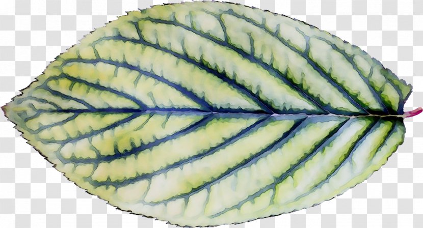 Leaf - Plate - Plant Transparent PNG