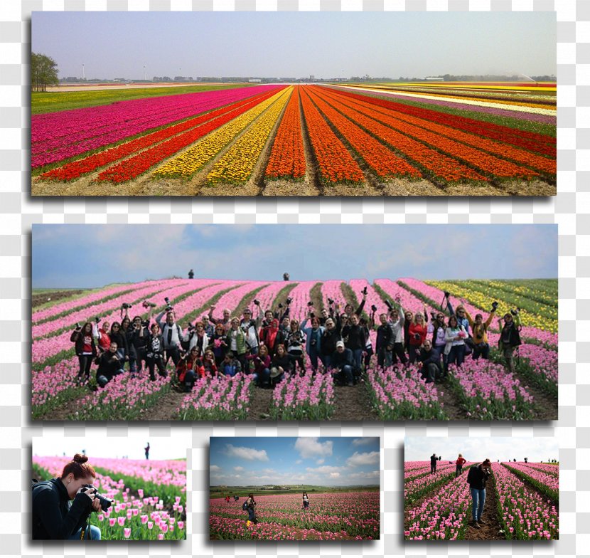 Kelebekler Vadisi Tulip Flower Mardin Province Plant - Agriculture Transparent PNG